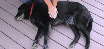4 CPR Instructions To Follow When Your Pet Starts Choking / Can’t Breathe