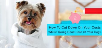 How To Cut Down On Your Costs Whilst Taking Good Care Of Your Dog?