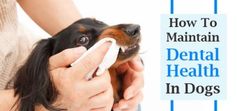How To Maintain Dental Health In Dogs