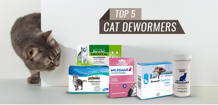 Best dewormers for Cats