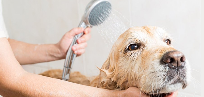 essential dog bathing tips