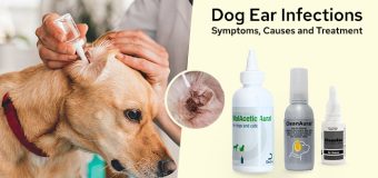 Dog Ear Infections: Symptoms, Causes and Treatment