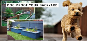 Five Basic Tips To Dog-Proof Your Backyard