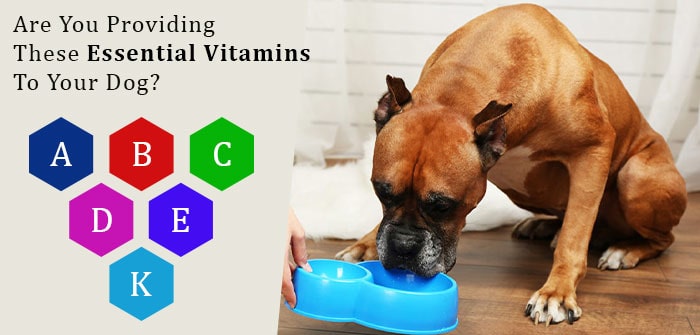 ssential Vitamins To Your Dog?
