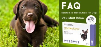 Frequently Asked Questions Related To Revolution for Dogs You Must Know