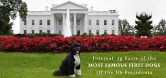 Interesting Facts Of The Most Famous First Dogs Of The US Presidents At White House