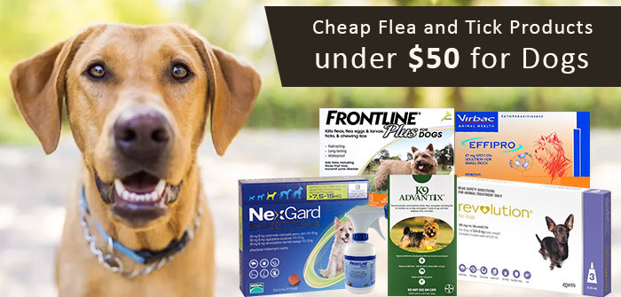 Flea and Tick Products