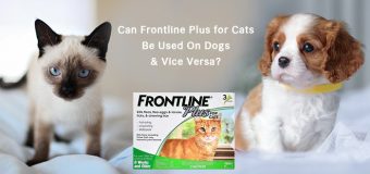 Can Frontline Plus for Cats Be Used On Dogs and Vice Versa?