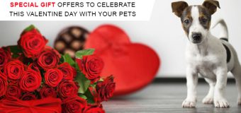 Special Gift Offers To Celebrate This Valentine Day With Your Pet