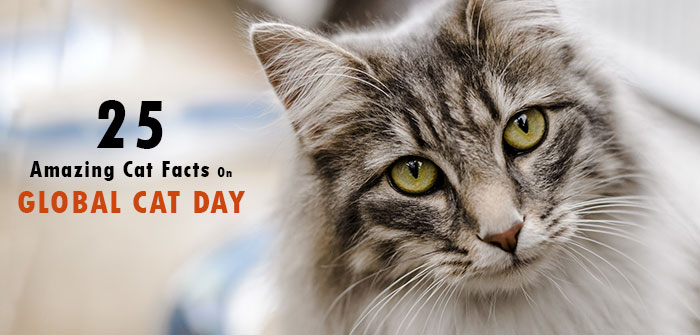 Amazing Cat Facts On Global Cat Day