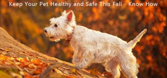 Keep Your Pet Healthy and Safe This Fall – Know How