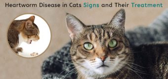Heartworm Disease in Cats: Signs and Their Treatment