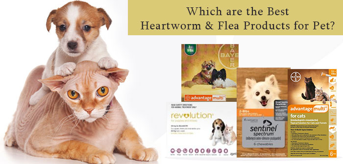 Best Heartworm & Flea Products for Pet