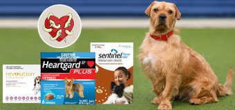 Heartworm Preventions for Dogs: Heartgard Plus vs. Sentinel vs. Revolution