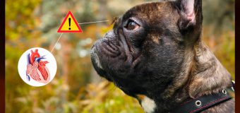 Prevention of Heartworm Disease in Pets: Less Stressful Than Treatment