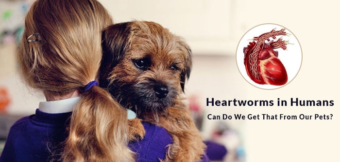 Heartworms in Humans