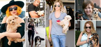 6 Hollywood Celebrities That Love Dogs A Lot