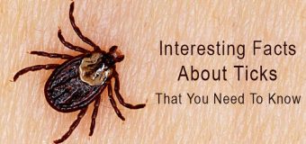 Interesting Facts About Ticks – That You Need To Know