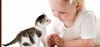 Helping Kids To Take Care Of A Newly Adopted Pet Kitten