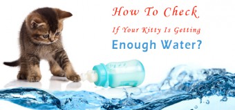 How To Check If Your Kitty Is Getting Enough Water?