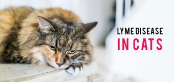 How Well Do You Know About Lyme Disease in Cats?