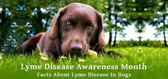 Lyme Disease Awareness Month: 5 Facts About Lyme Disease in Dogs