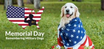 Memorial Day: Remembering Military Dogs