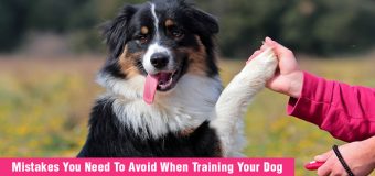 Mistakes You Need To Avoid When Training Your Dog