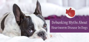 Debunking Myths About Heartworm Disease In Dogs