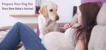 Prepare Your Dog For Your New Baby’s Arrival