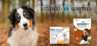 Nexgard vs Sentinel –  Better Flea Treatment for Dogs