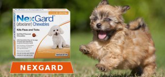 What You Don’t Know About Nexgard Flea & Tick Control for Dogs