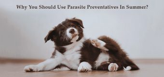 Why you should use Parasite Preventatives in Summer?
