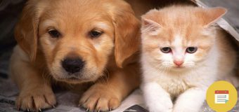 Broaden Your Minds Learning About Pet Diabetes Month
