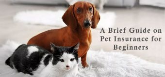 A Brief Guide on Pet Insurance for Beginners