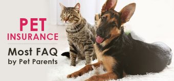 Pet Insurance – Most Frequently Asked Questions by Pet Parents