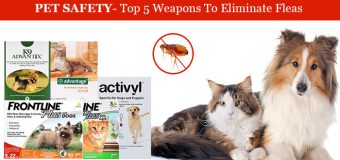 Pet Safety – Top 5 Weapons To Eliminate Fleas