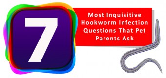 Seven Hookworm Infection Questions That Pet Parents Ask