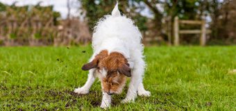How To Manage Pooch’s Behavior Issues? – A Guide On 6 Basic Problems