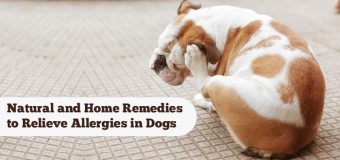 Natural and Home Remedies to Relieve Allergies in Dogs