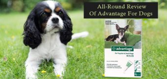 All-Round Review Of Advantage For Dogs