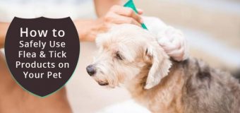 How to Safely Use Flea and Tick Products on Your Pet