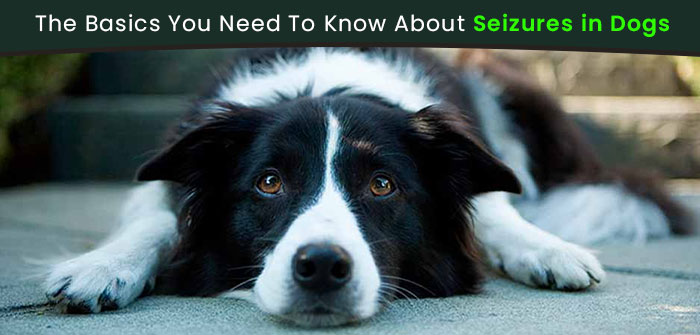 seizures in dogs