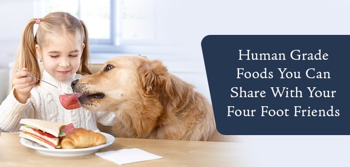human foods you can share with your dog