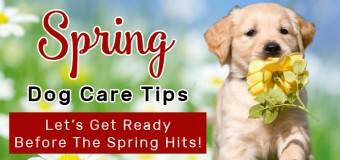 Spring Dog Care Tips- Let’s Get Ready Before The Spring Hits!