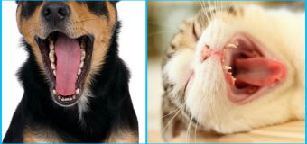 Everything You Need To Know About Oral Tumors in Pets