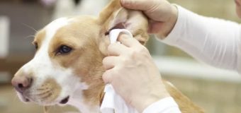 Vet-Approved Guide for Cleaning Your Dog’s Ears