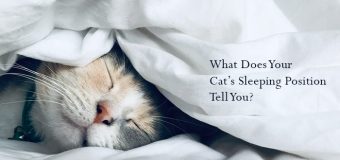 What Does Your Cat’s Sleeping Position Tell You?