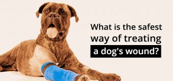 Find the Right Wound Care Products: Safest Way to Treat & Heal Dog’s Wound
