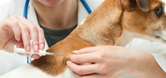 Educate Yourself About Which Vaccinations Are Necessary For Your Dog